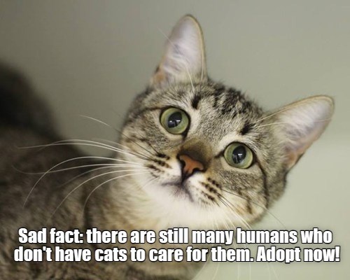 Rescue those poor humans - Lolcats - lol | cat memes | funny cats ...