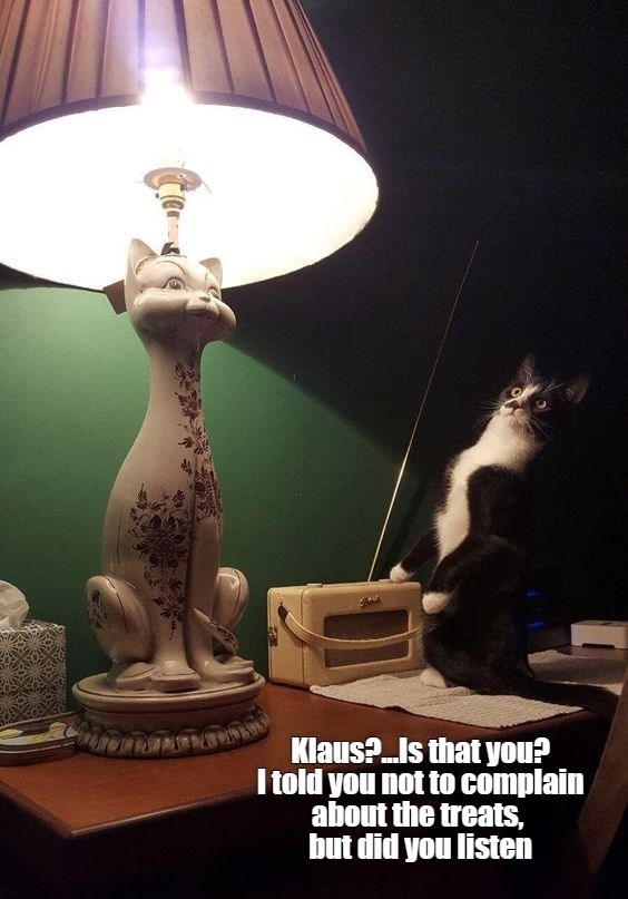 Now look at you - Lolcats - lol | cat memes | funny cats | funny cat ...