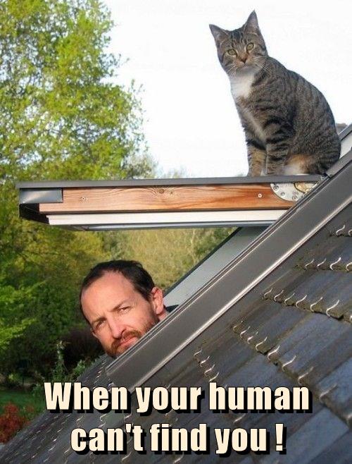 When your human can't find you - Lolcats - lol | cat memes | funny cats ...