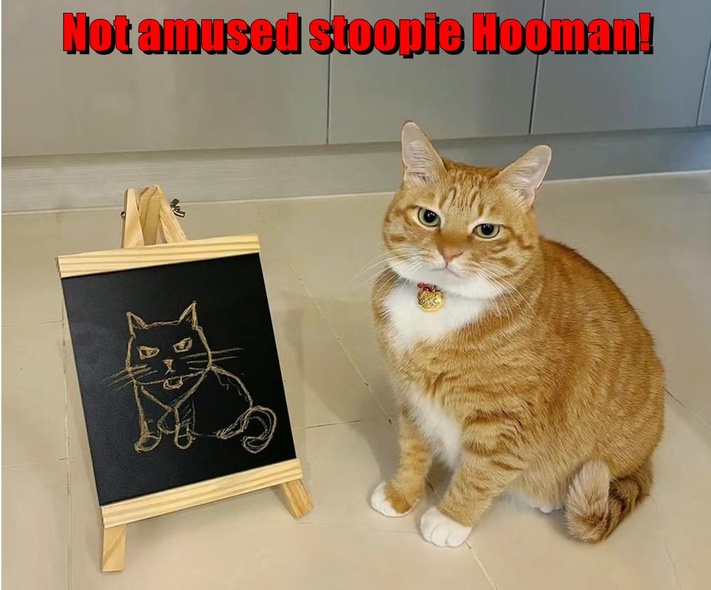 Stoopie hooman! - Lolcats - lol | cat memes | funny cats | funny cat ...