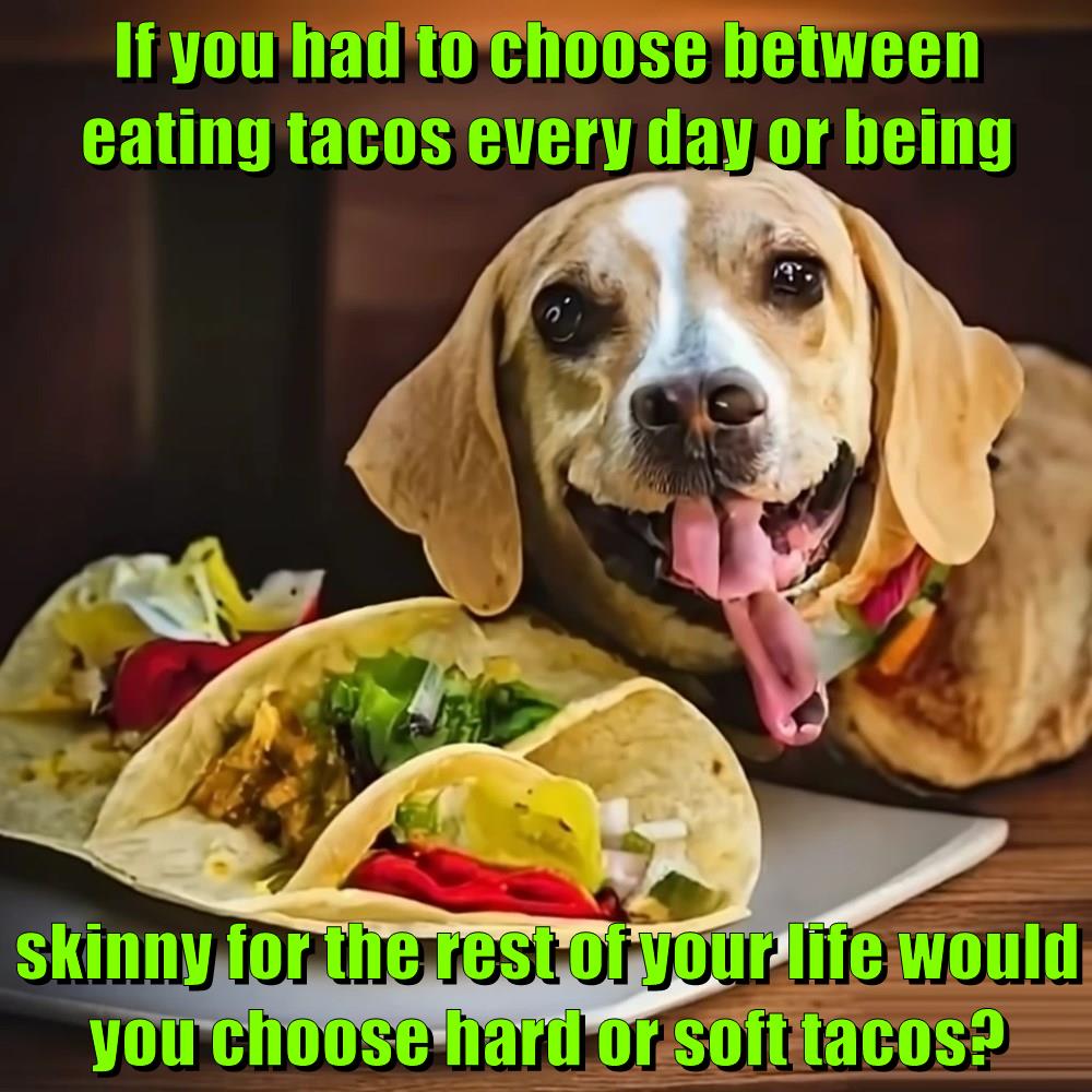 Tacos - Animal Comedy - Animal Comedy, funny animals, animal gifs