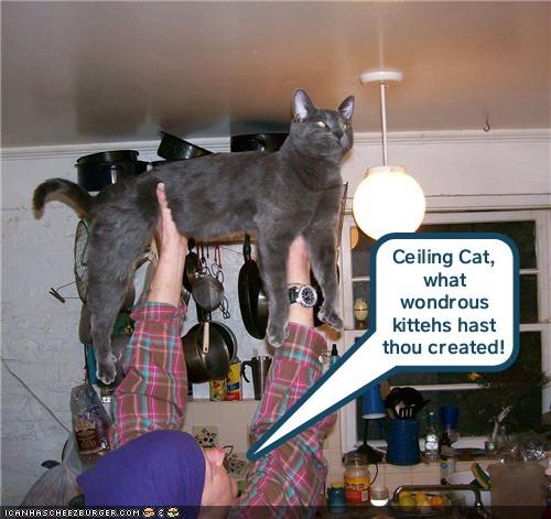 Thank you, Ceiling Cat! - Lolcats - lol | cat memes | funny cats ...