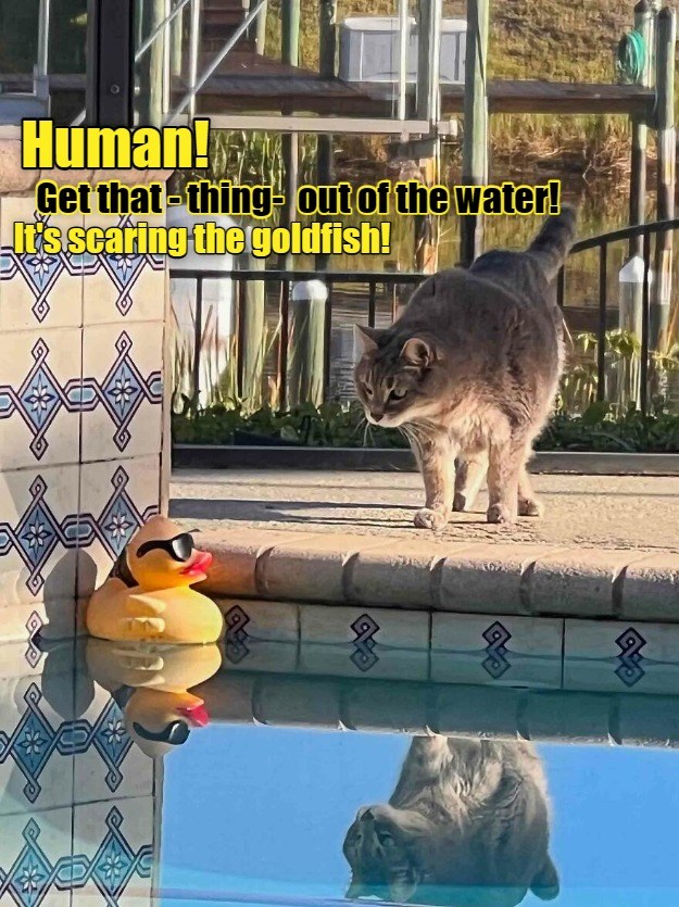 Quickly, human! - Lolcats - lol | cat memes | funny cats | funny cat ...