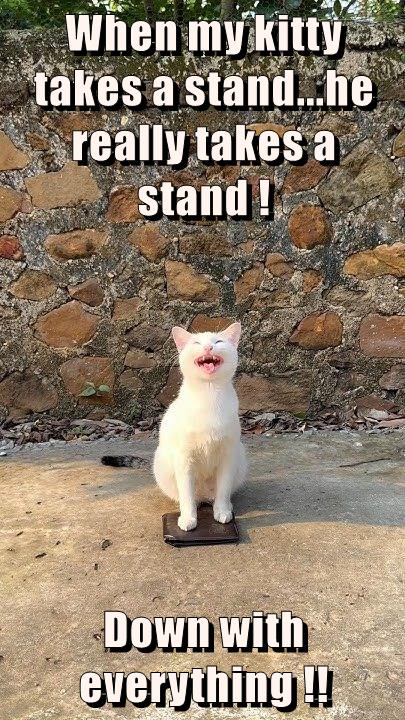 Down with everything - Lolcats - lol | cat memes | funny cats | funny ...