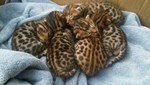 Bengal Kitties