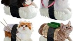 Sushi Cats