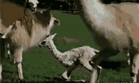 First Llamas Must Learn to Walk