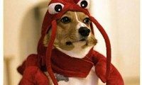 Lobster Dogs, Assemble!