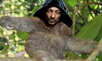 Snoop Sloth