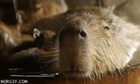 Be Sure That You Do All This While Being as Chill as This Capybara