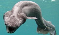 The Frilled Shark of Your Nightmares