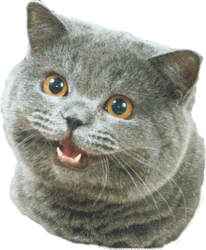 I Can Has Newsletter?