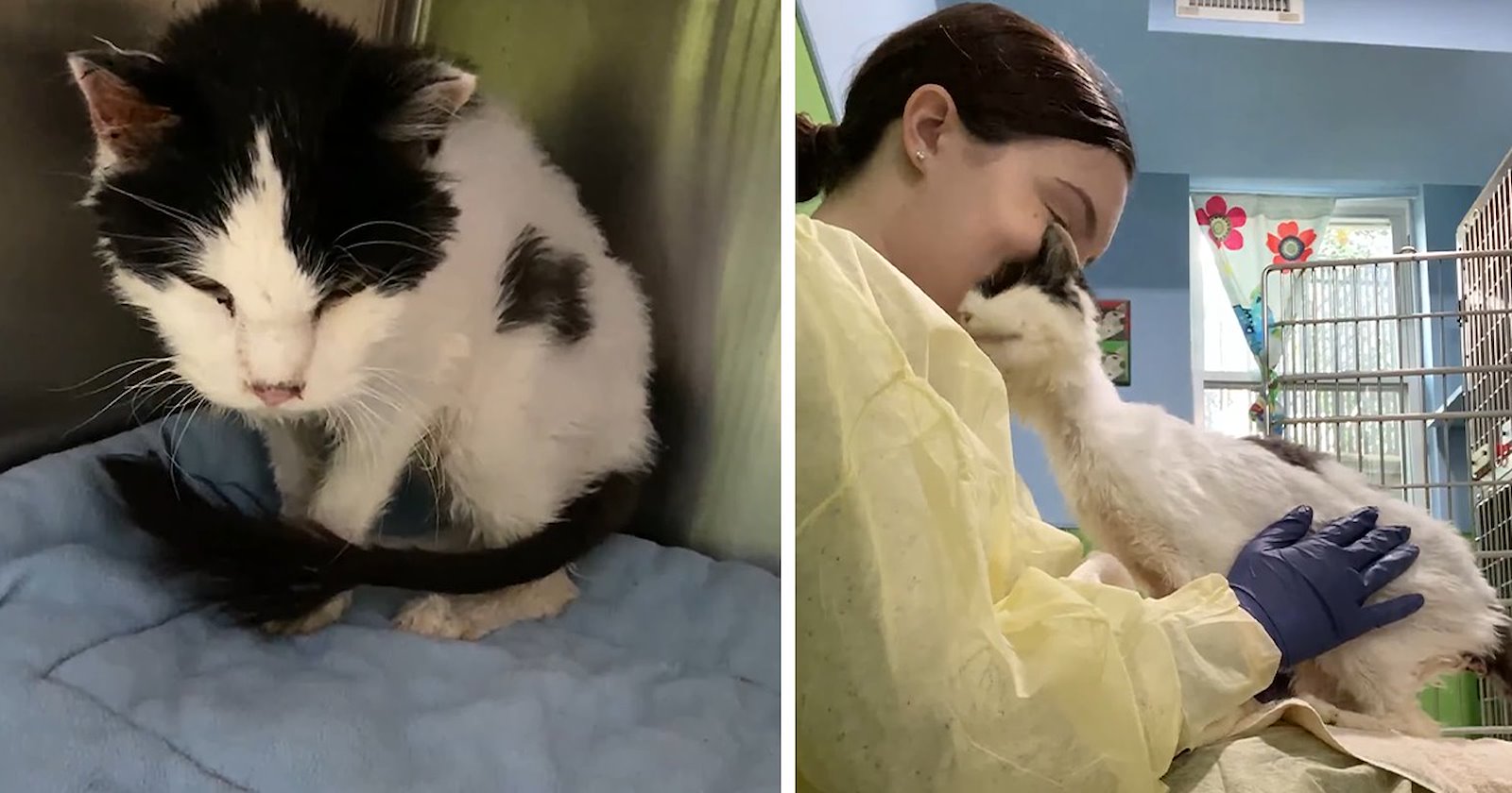 'No one wanted this old cat': Caring woman adopts a depressed and ...