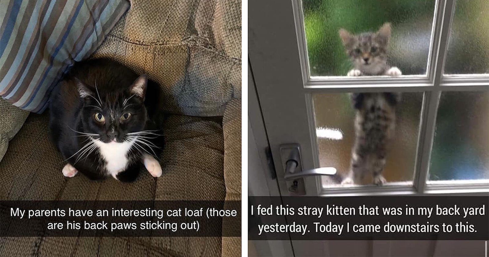 Welcome To The Caturday Party: Most Hissterical Cat Memes Of The Week ...