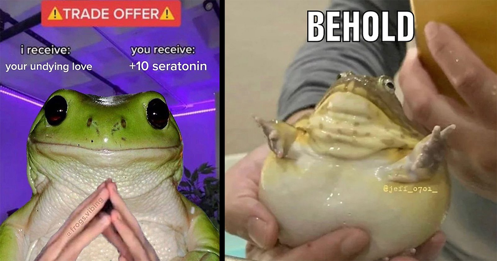 Funky Frog & Toad Memes for Amphibian Fans - Animal Comedy - Animal ...