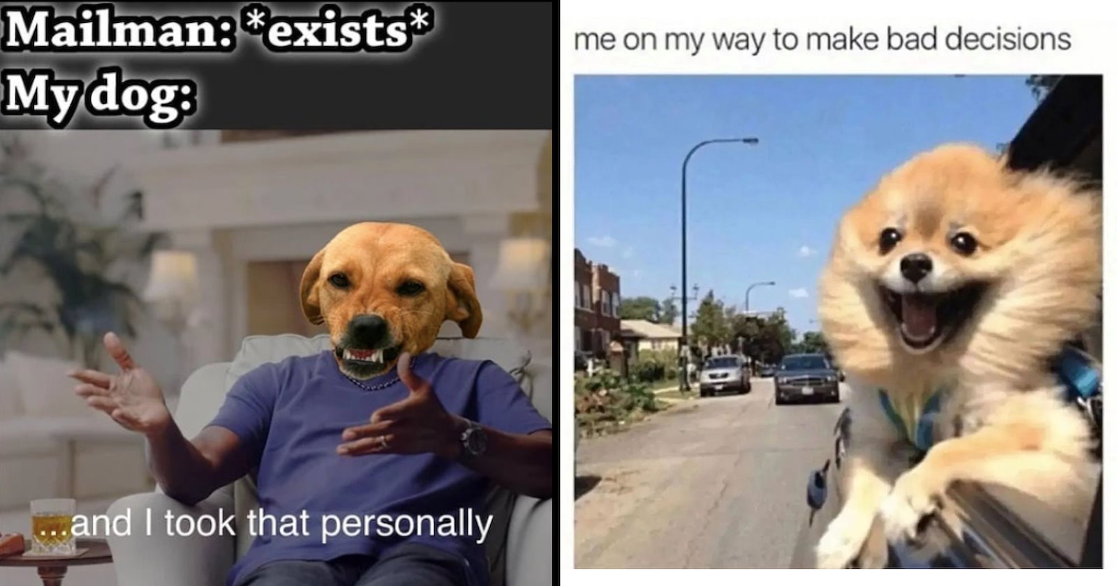 Bad Dog: Funniest Memes of the Most Rebellious Dogs (September 26, 2022 ...