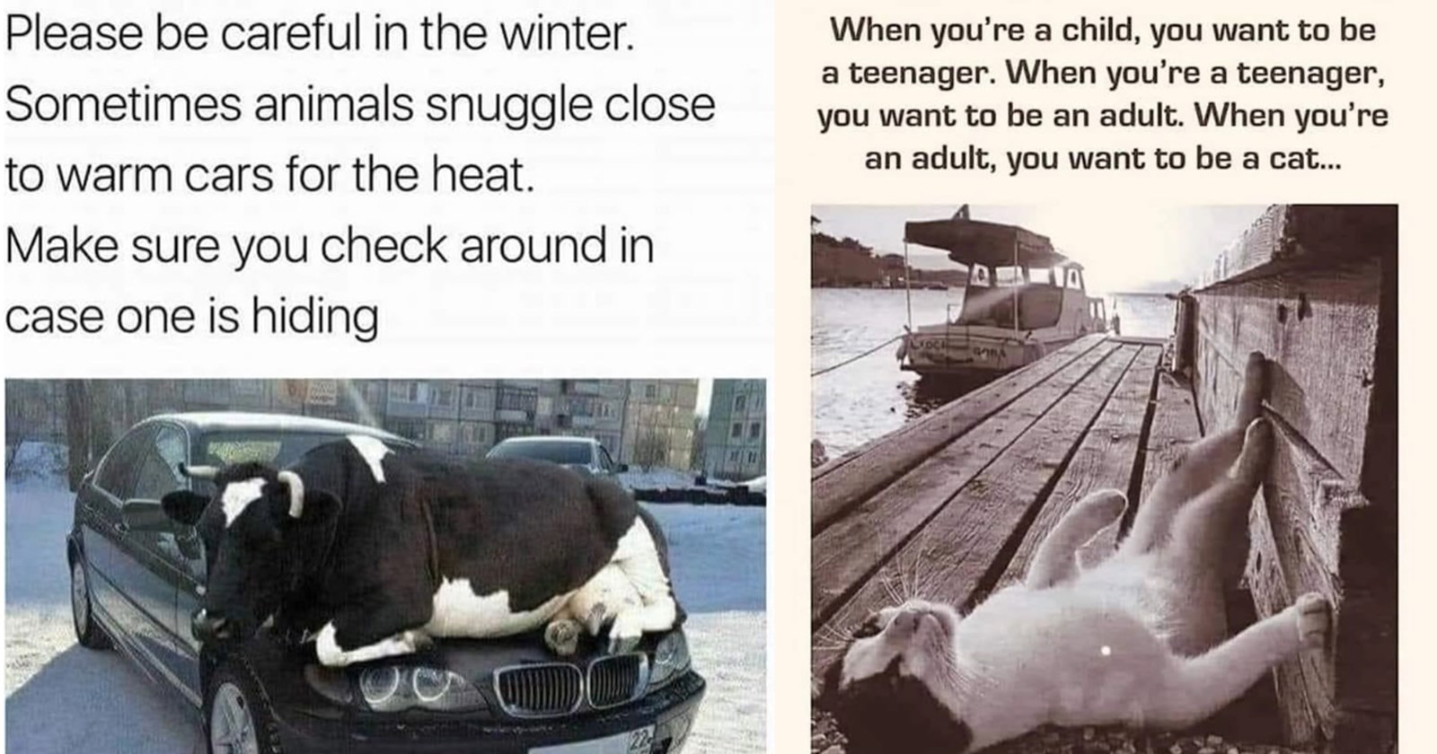happy-hilarious-animal-memes-to-brighten-your-saturday-morning-animal