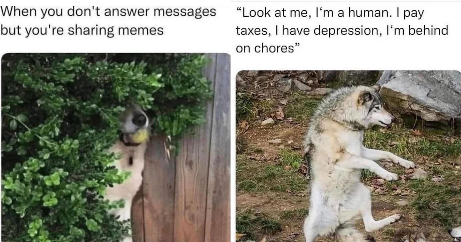 Therapeutic Animal Memes To Boost Your Mood This Morning - Animal ...