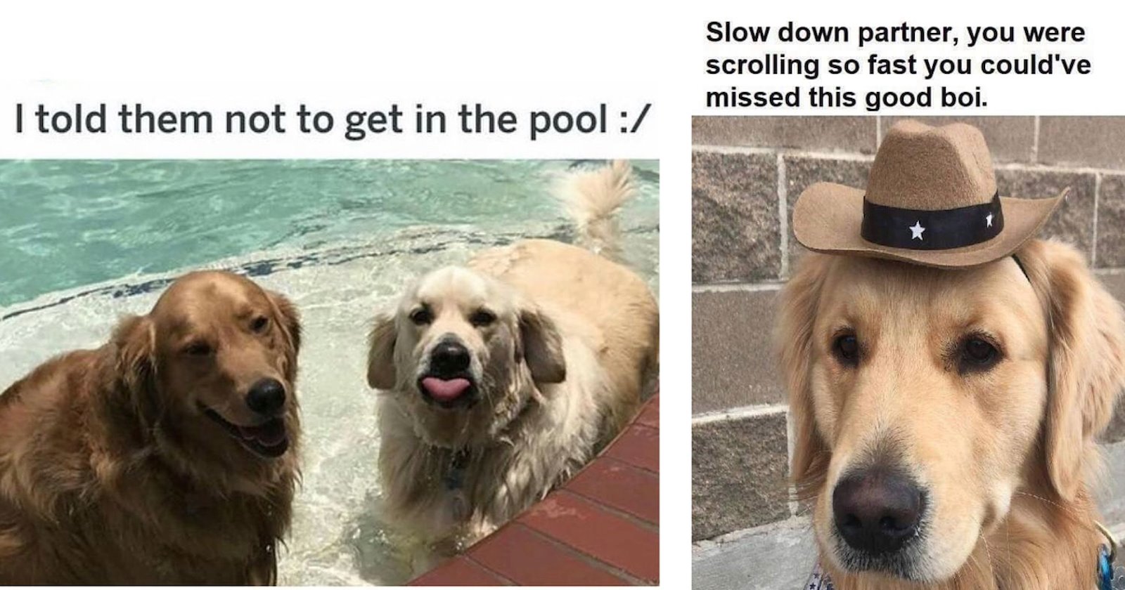 24 Heartwarming Golden Retriever Posts Pawfect Fur A Sunny July Sunday ...