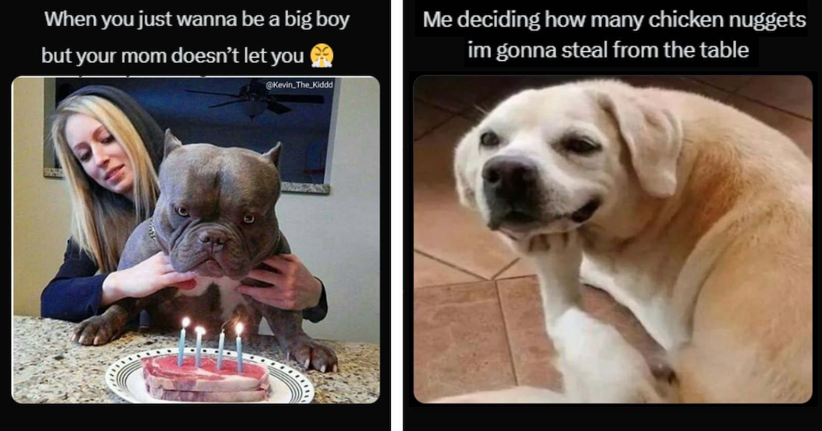22 Dog Memes For Every Dog Pawrent Missing Their Dog During the Workday ...