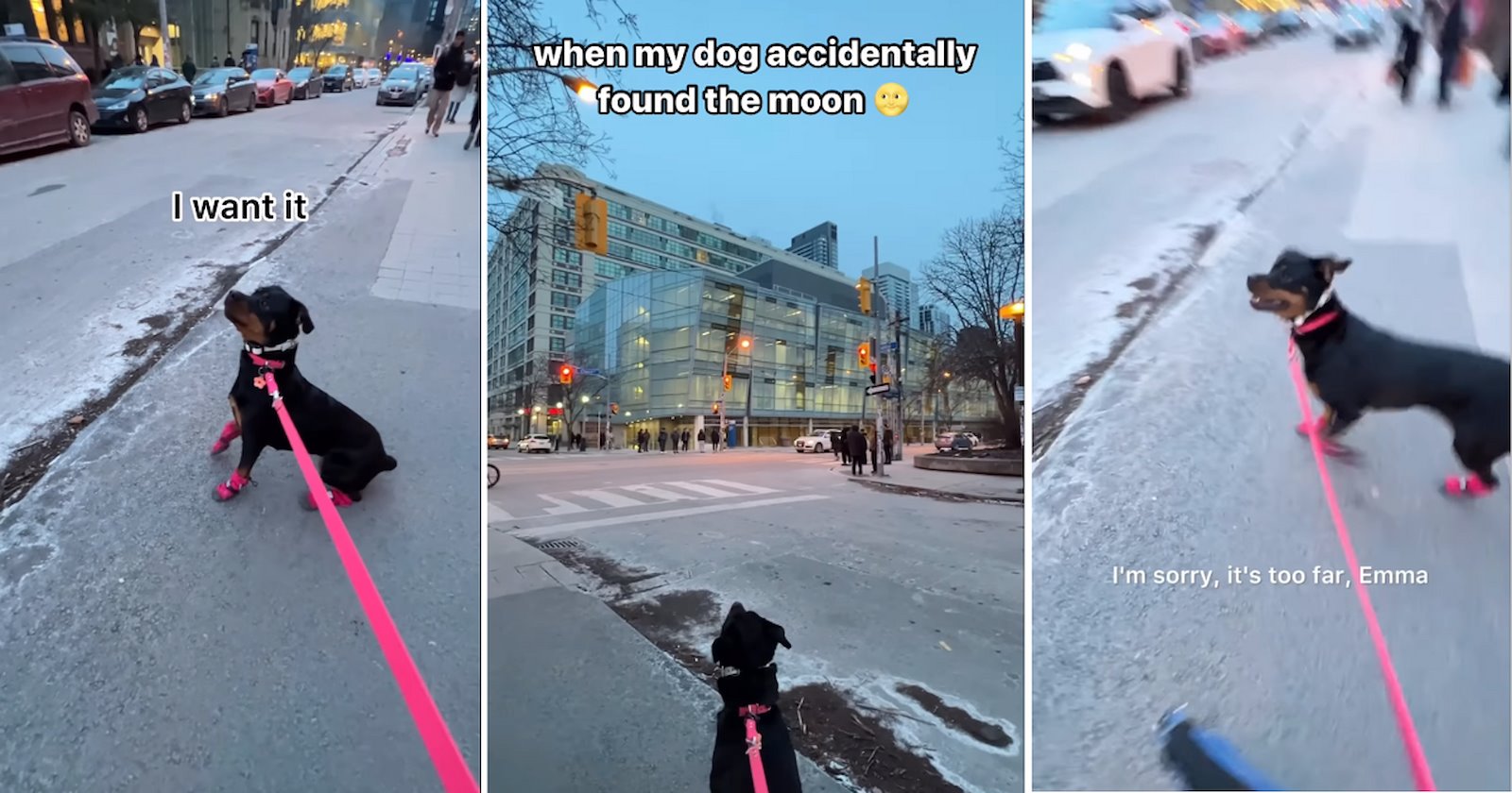 Wholesome Doggo Notices Giant Flying Tennis Ball in the Sky, Throws ...