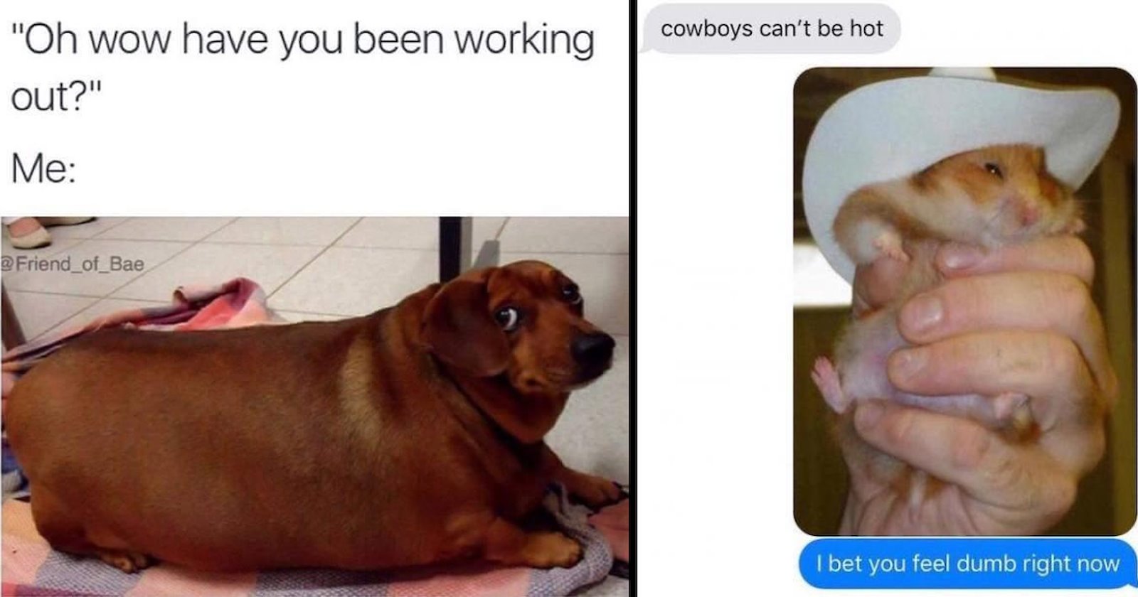 28 Fuzzy Funny Memes to Keep You Buzzing With Bliss Until the Adorable ...