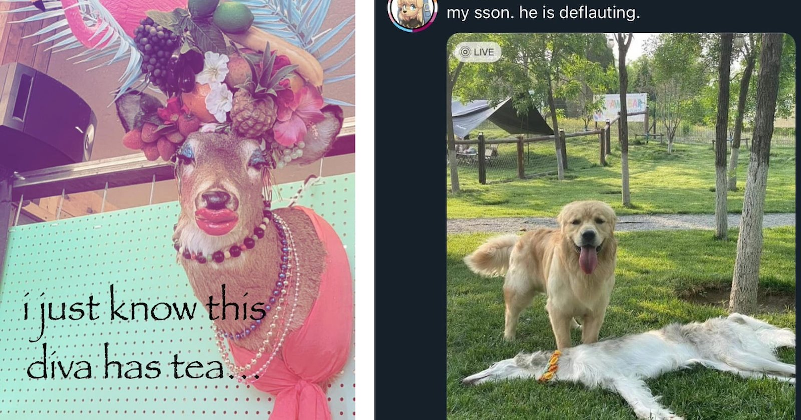 25 Silly Animal Memes to Help You Escape the Reality of the Work Week ...