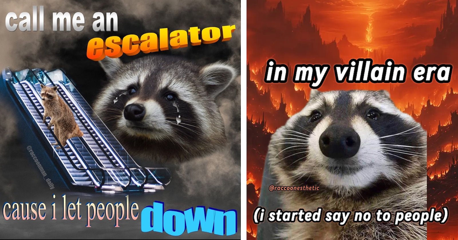 25 Rambunctious Raccoon Memes That Are Actually Really Relatable to ...