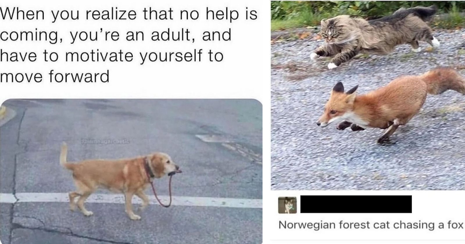 23 Full Spectrum Animal Memes for a Happy Hump Day: From House-Trained ...