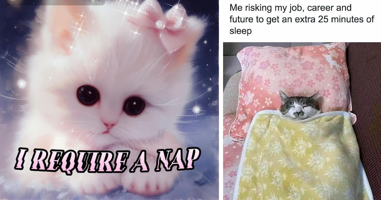 22 Groggy Cat Memes Going to Sleep With no Alarm Clock Because This is ...
