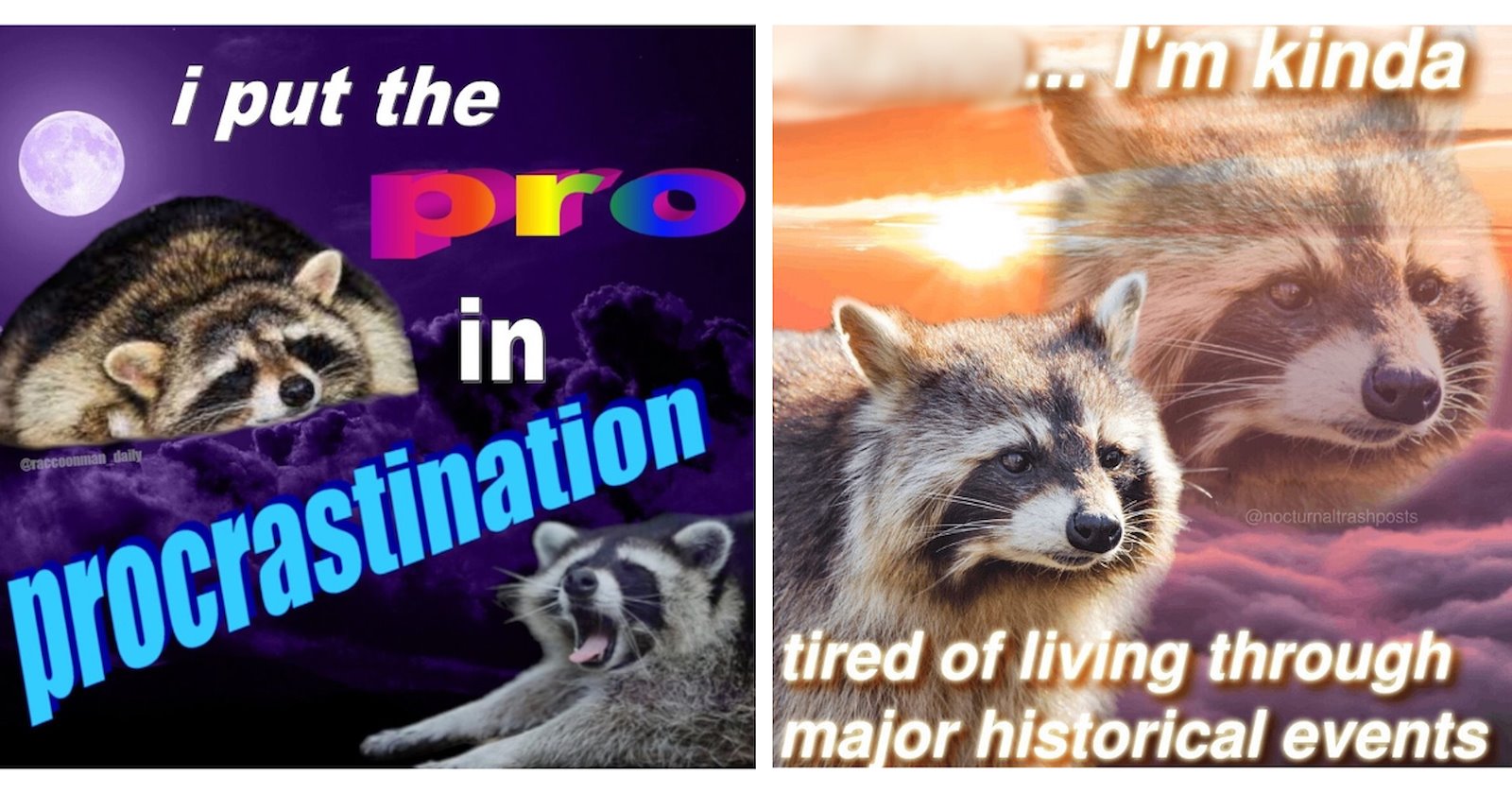 24 Relatable Raccoon Memes For Humble Hoomans Just Trying to Have One ...