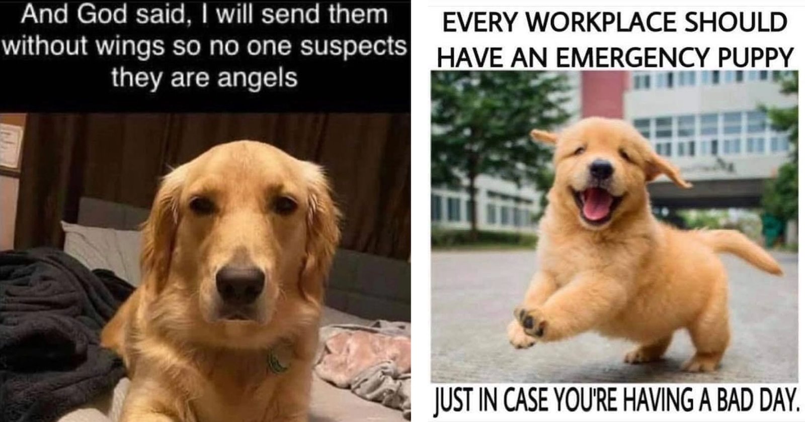 Pupper Power to the Rescue: 33 Wholesome Dog Memes Coming to Save You ...