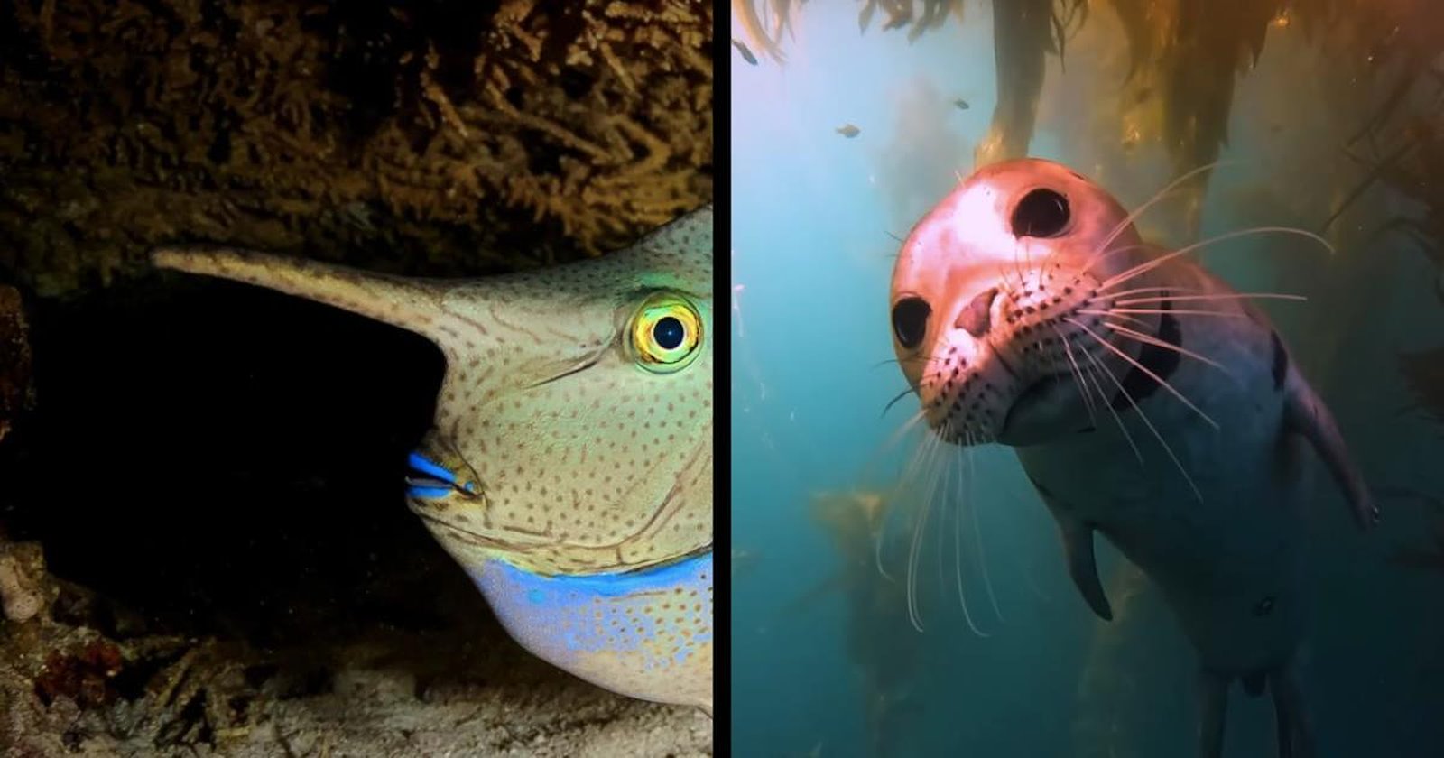 22 Silly Undersea Snapshots That Prove the Ocean is a Fundamentally ...
