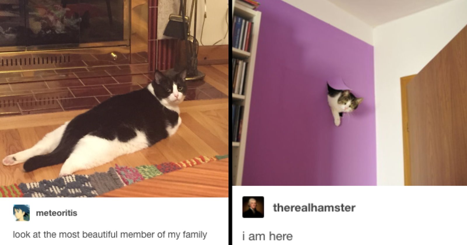 20 Purrfectly Classic Cat Memes That Made Us Laugh Before Tiktok Took ...