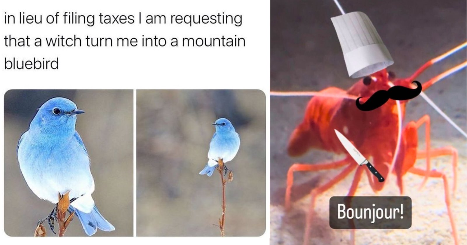 25+ Random Animal Memes With No Reason, Just Vibes, Migrating Away From ...