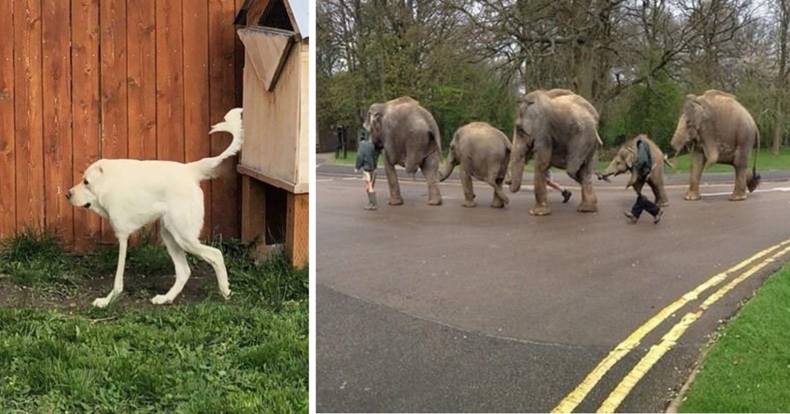 29-panorama-pictures-of-pets-panned-out-pawsitively-wrong-in-the