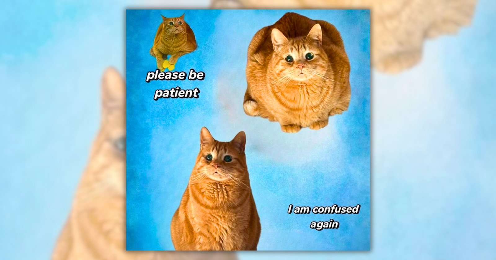 25 Silly Billy Cat Memes for Brain-Fried Feline Fans Who Brave Through ...