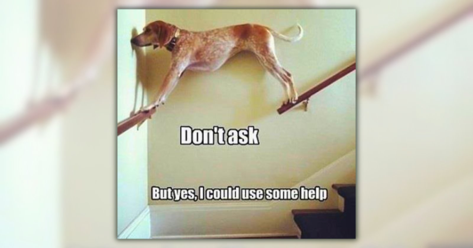 24 Funny Dog Memes For a Woofing Weekend of Every Dog Pawrent Looking ...