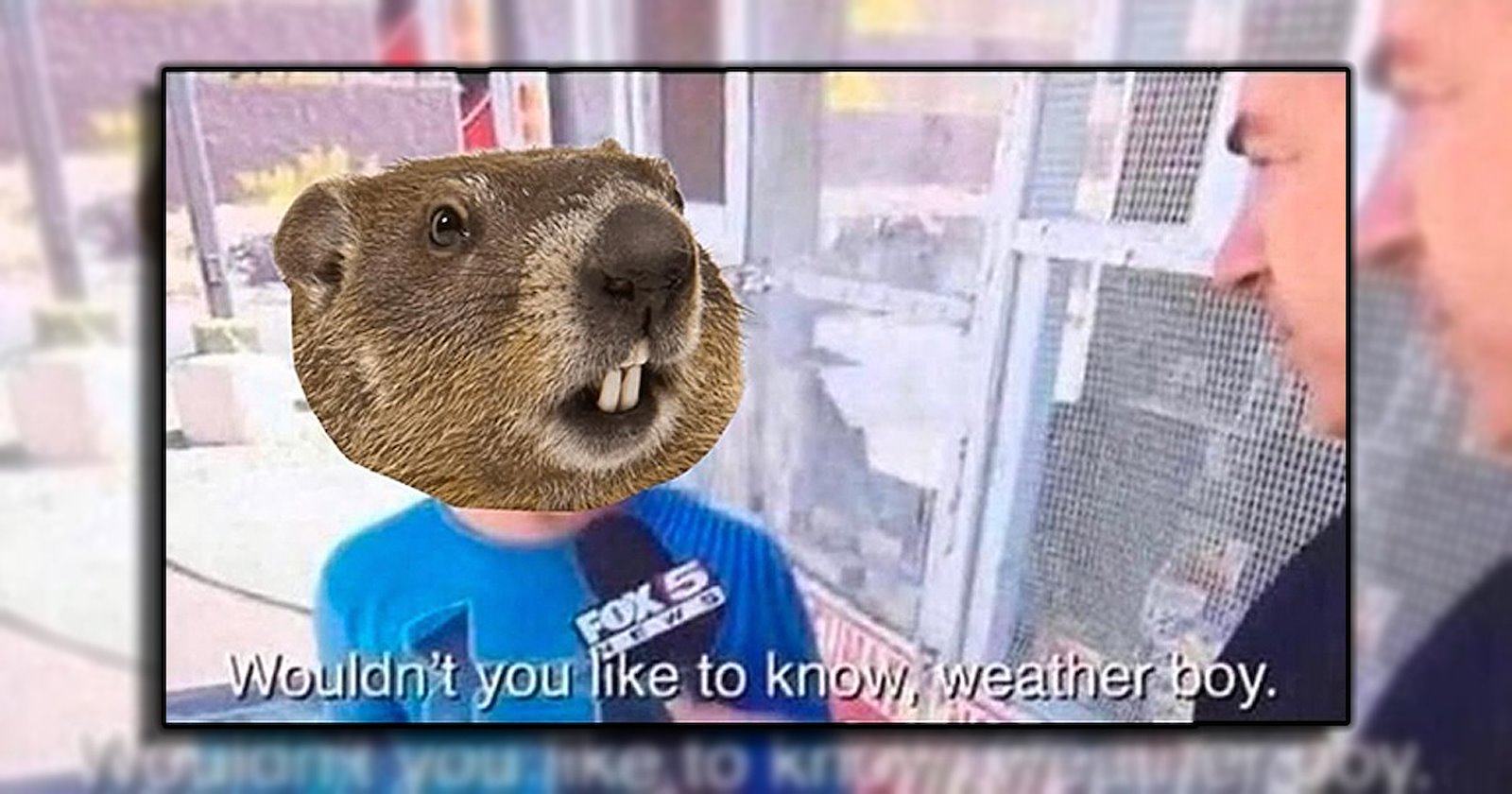 21 Punny Punxsutawney Phil Memes That Predict 6 More Weeks of LOLs ...