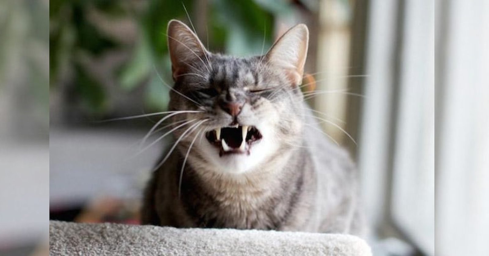 24 Fabulously Funny Felines Caught Mid-Sneeze to Brighten Your Day - I ...