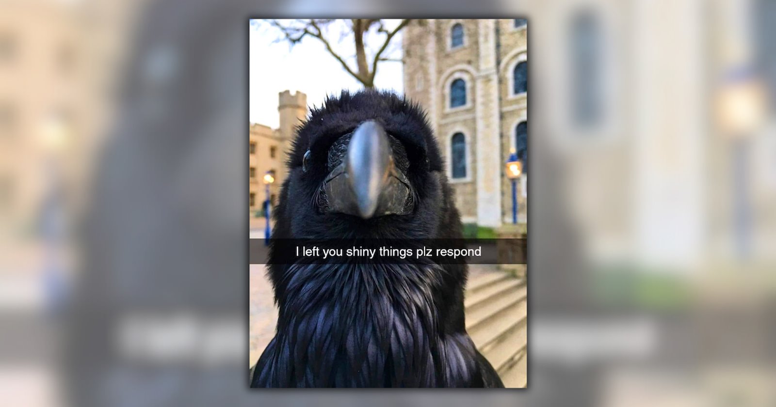 23 Bird Memes That'll Trade You Chuckling Chirps for Your Human Humor ...