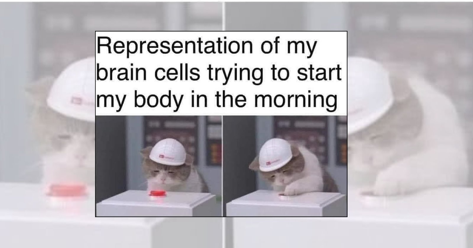 24 Sweet And Silly Animal Memes To Set You Up For A Superb Day Filled 