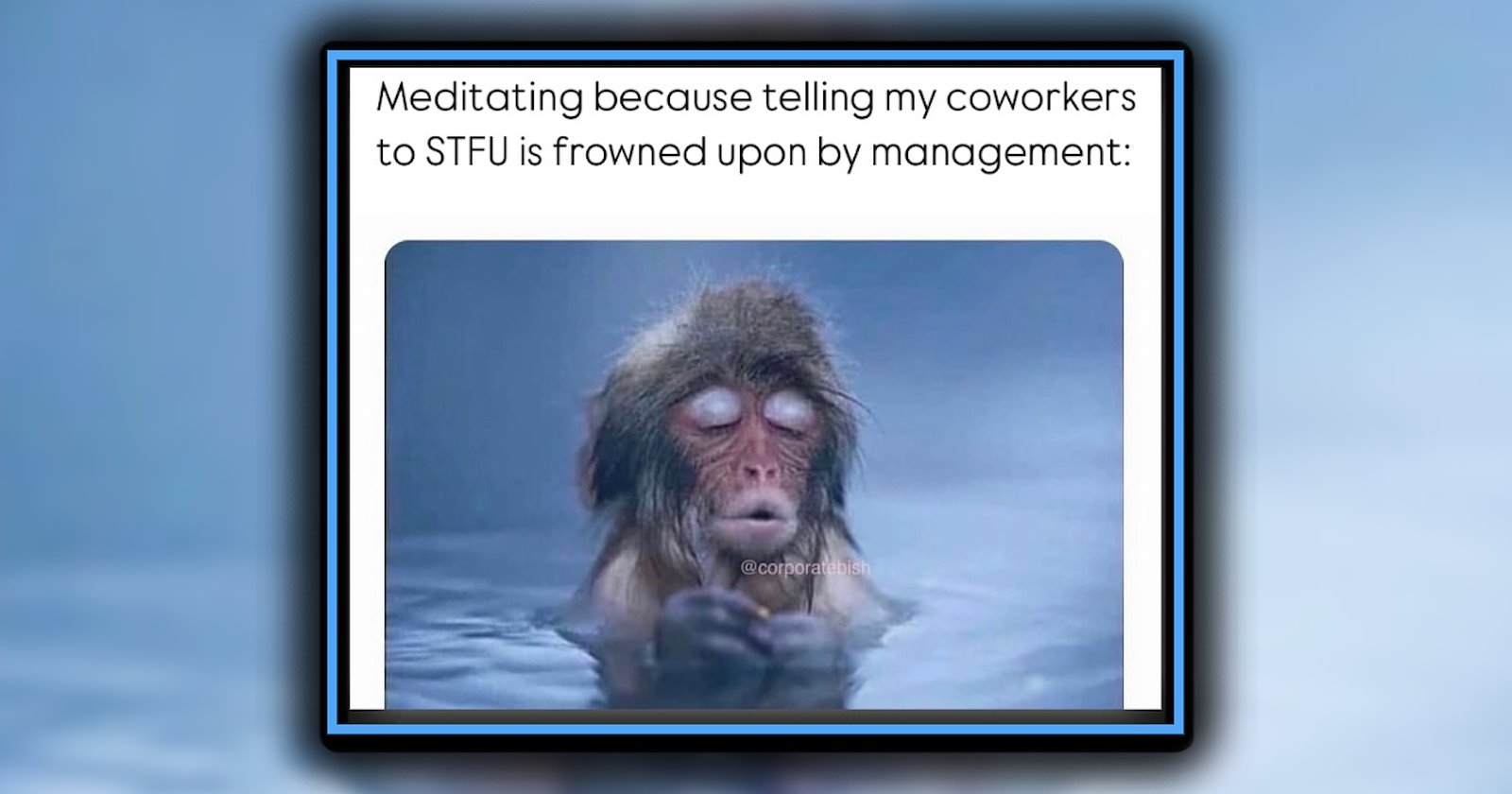 20 Hilariously Relatable Animal Memes for Overwhelmed Office Workers ...