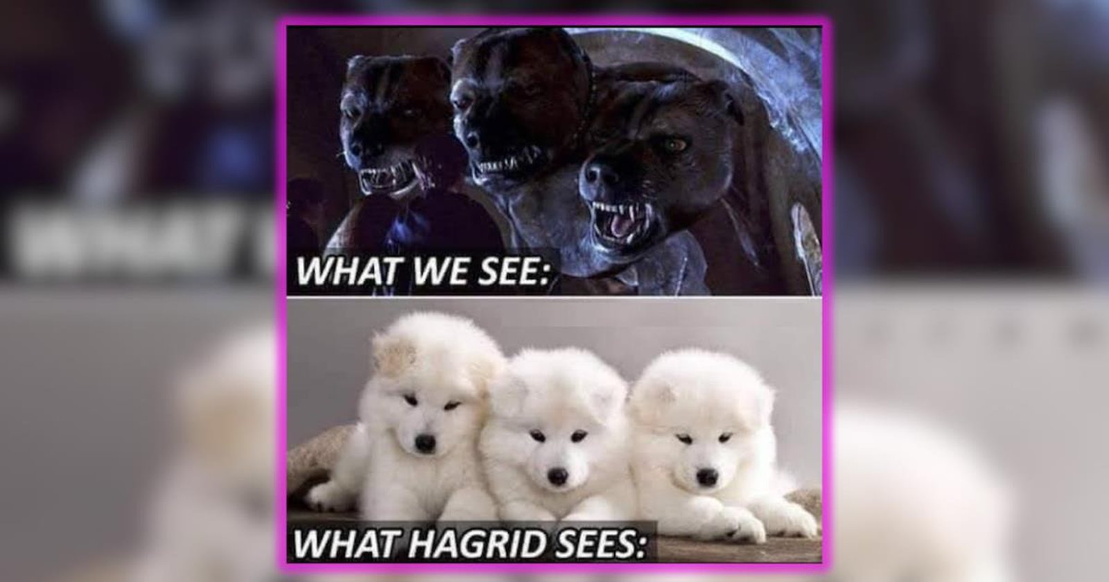 22 Harry Potter Memes for Magical Hogwarts Ladies Flying on Brooms ...