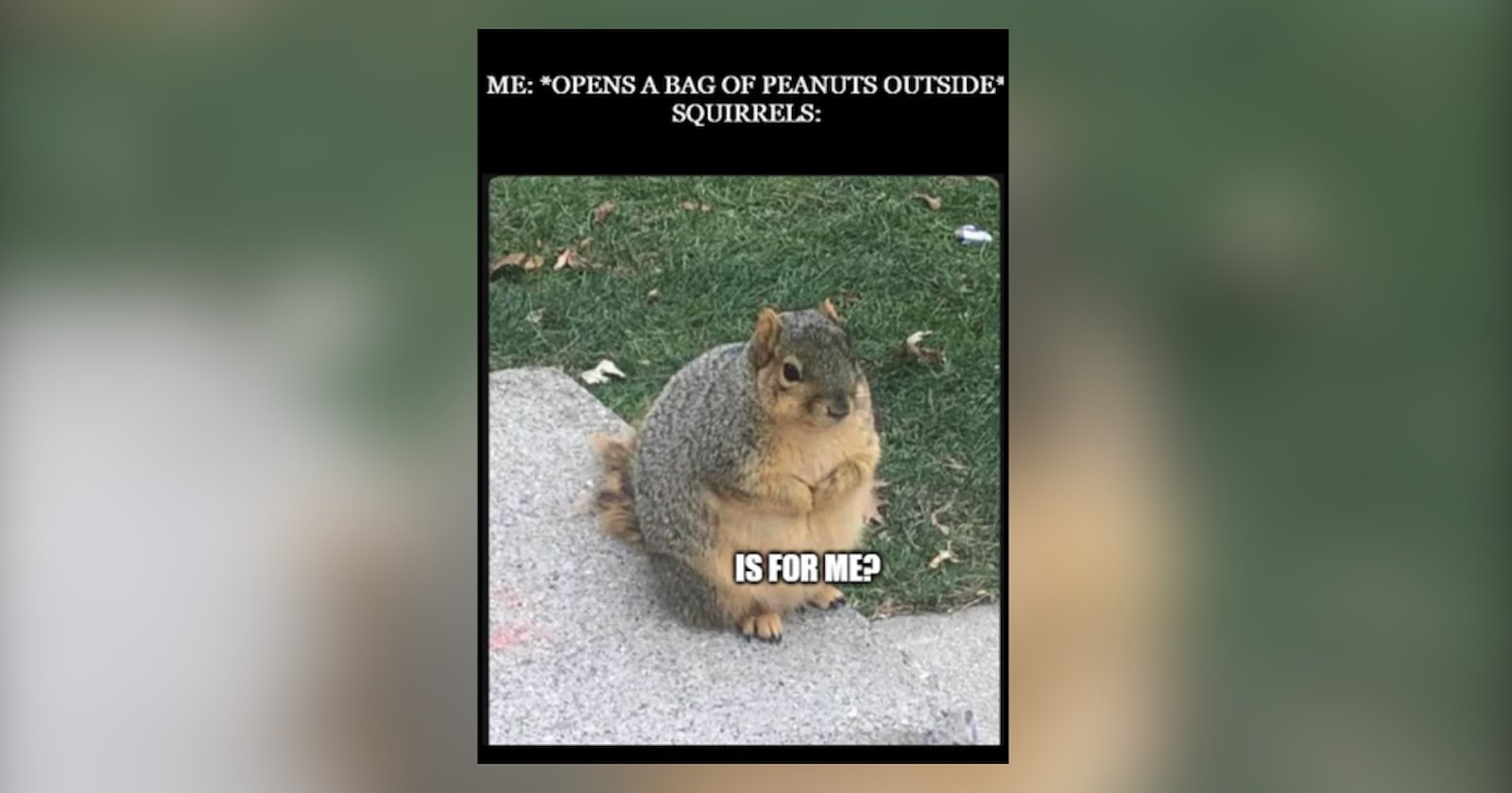 25 Silly Memes of Squirrels Serving Sass and Storing Snacks Because ...