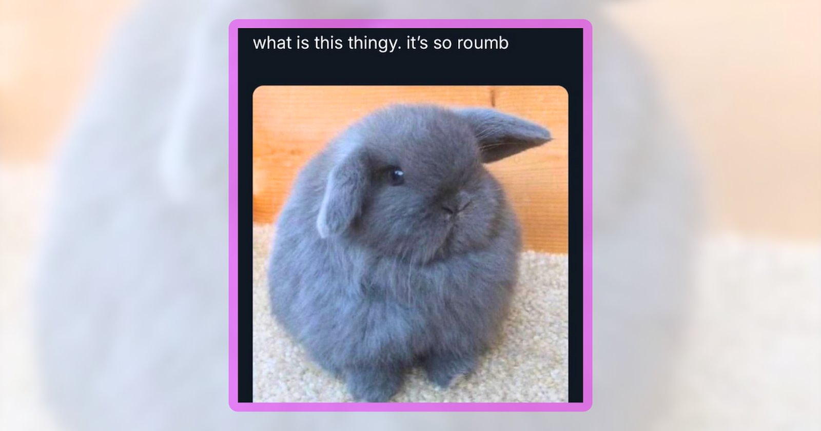 24 Itty Bitty Bunny Memes to Bring Your Day Some Hop-fulness - Animal ...