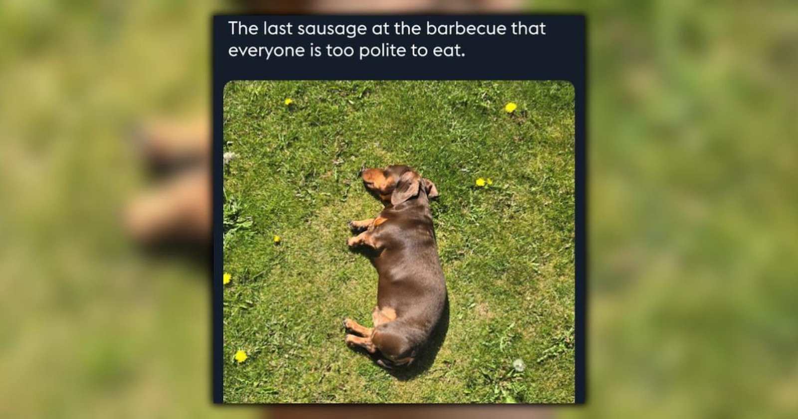 22 Dog Memes To Celebrate Small Dogs With Big Hearts - Animal Comedy ...
