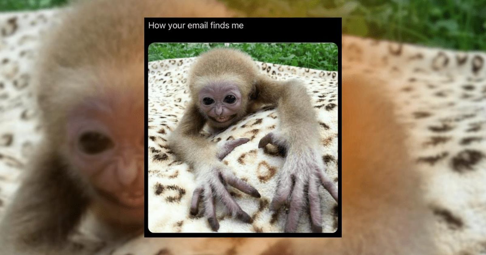 'Na na na na boo boo': 23 Primate Memes for Funny Guys In the Mood to ...