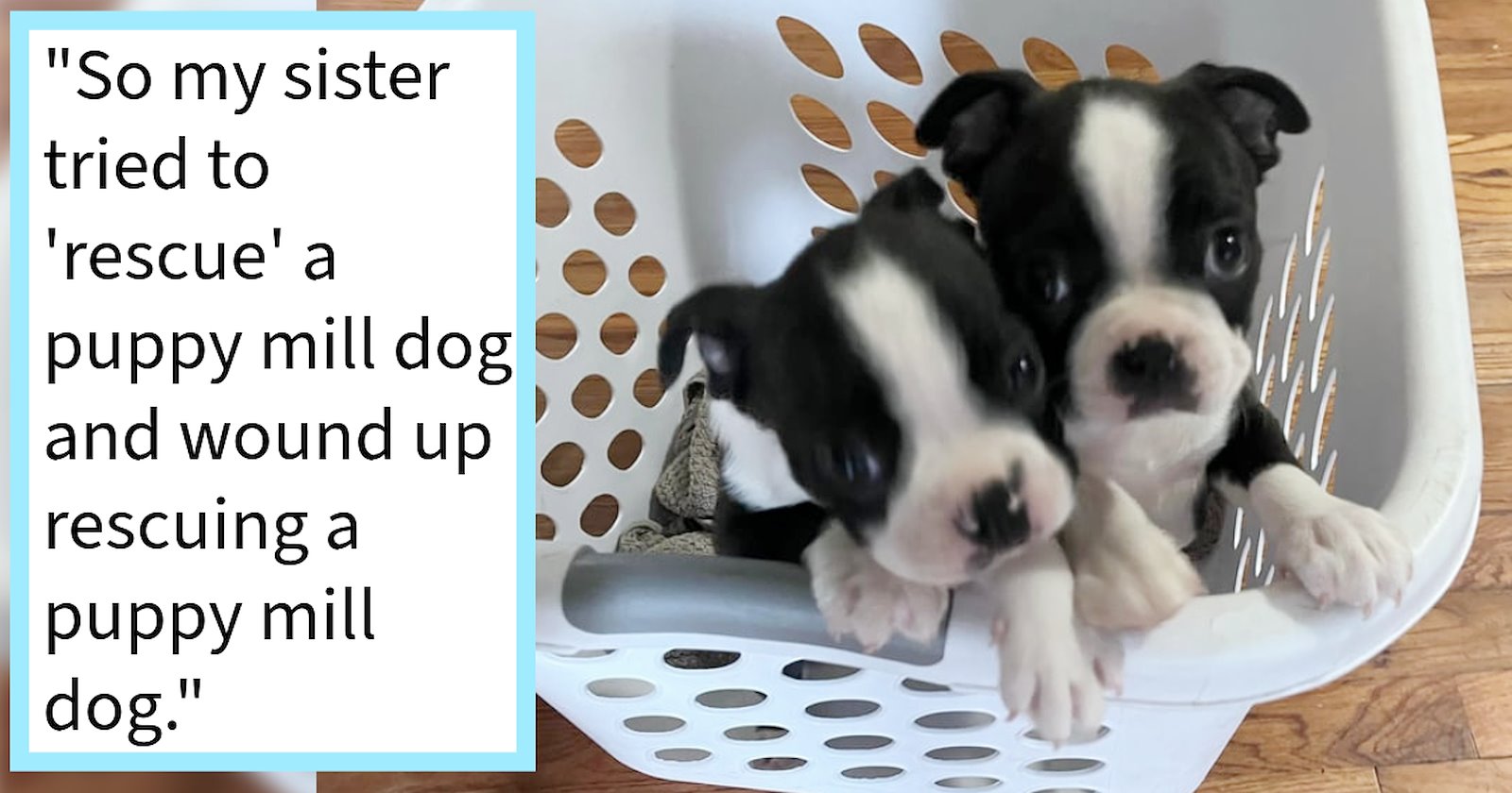 A pet store’s closure caused 100 puppies to end up at the shelter ...