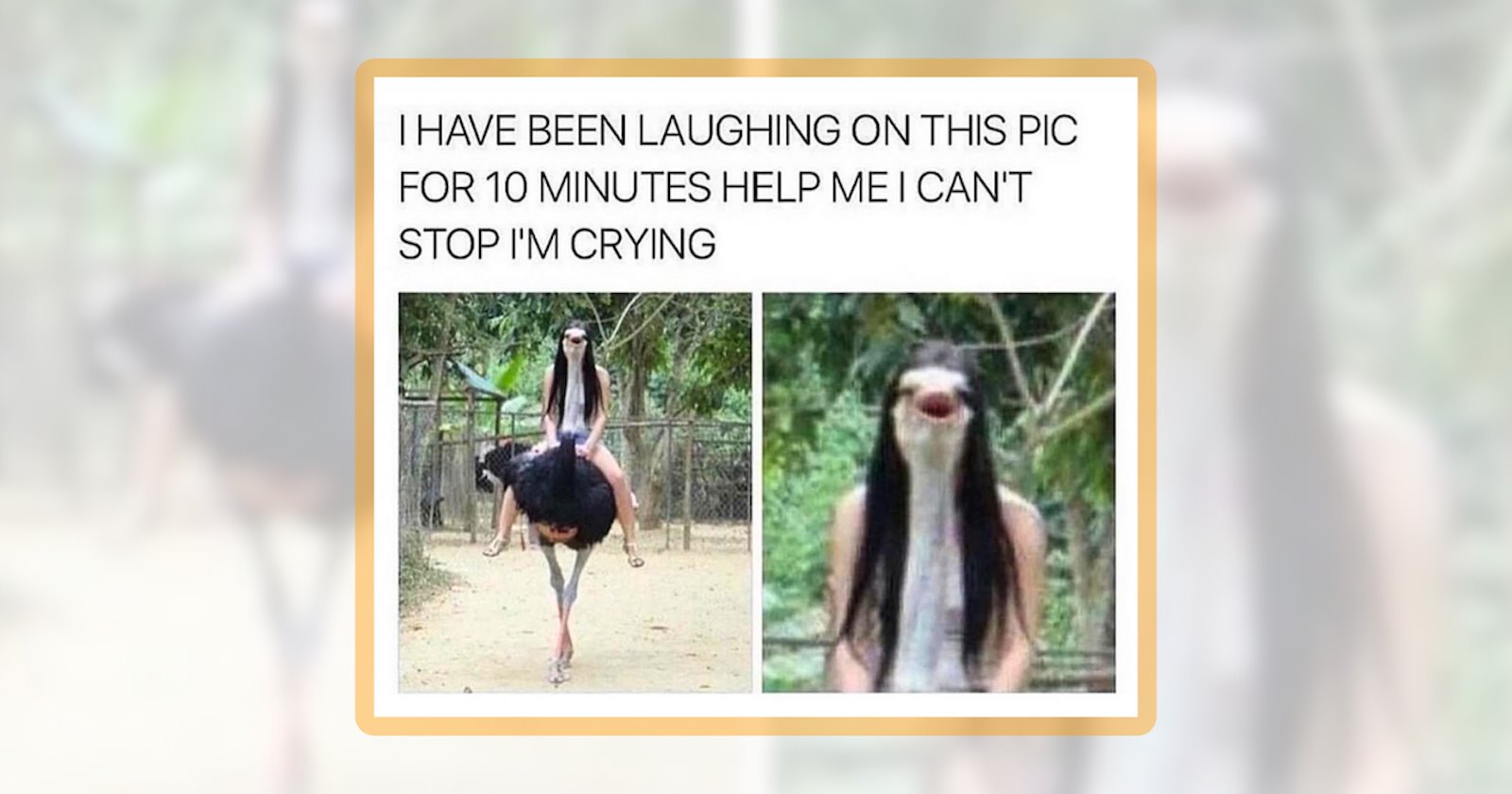 Hilarious Herd of 23 Animal Memes for Folks Going Feral on the Weekend ...